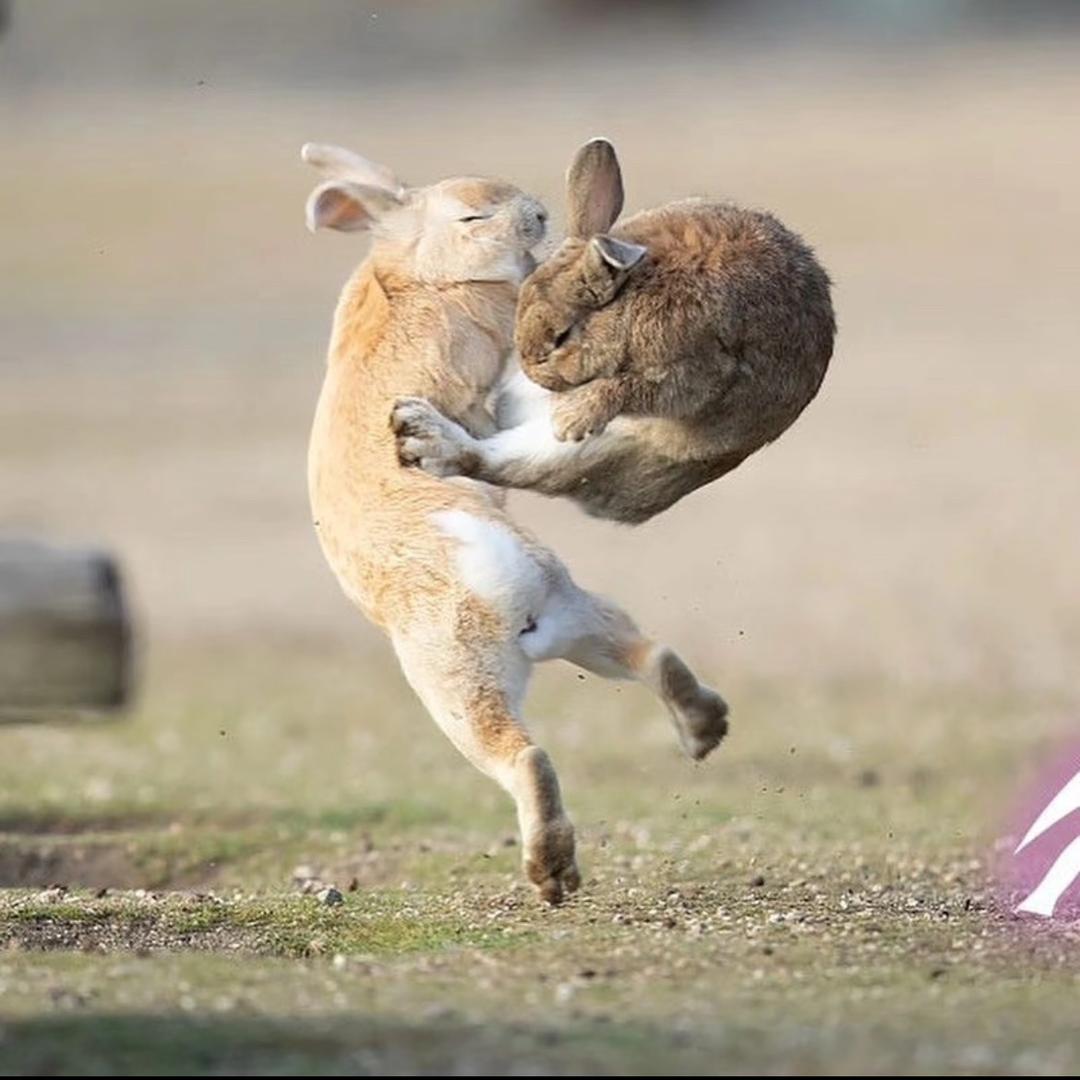 平陆奔跑的兔子