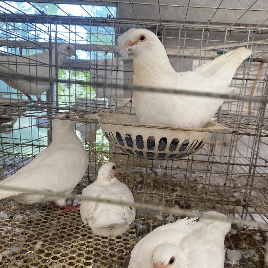 晨晨鸽子店