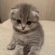 惰亿（A大保安）