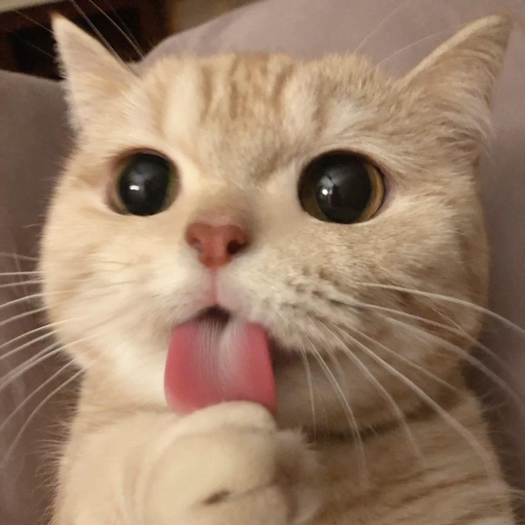 不吃鱼的猫
