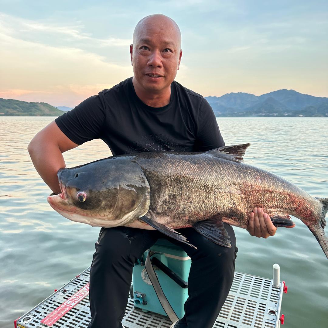 光头老胡盘鲢鳙