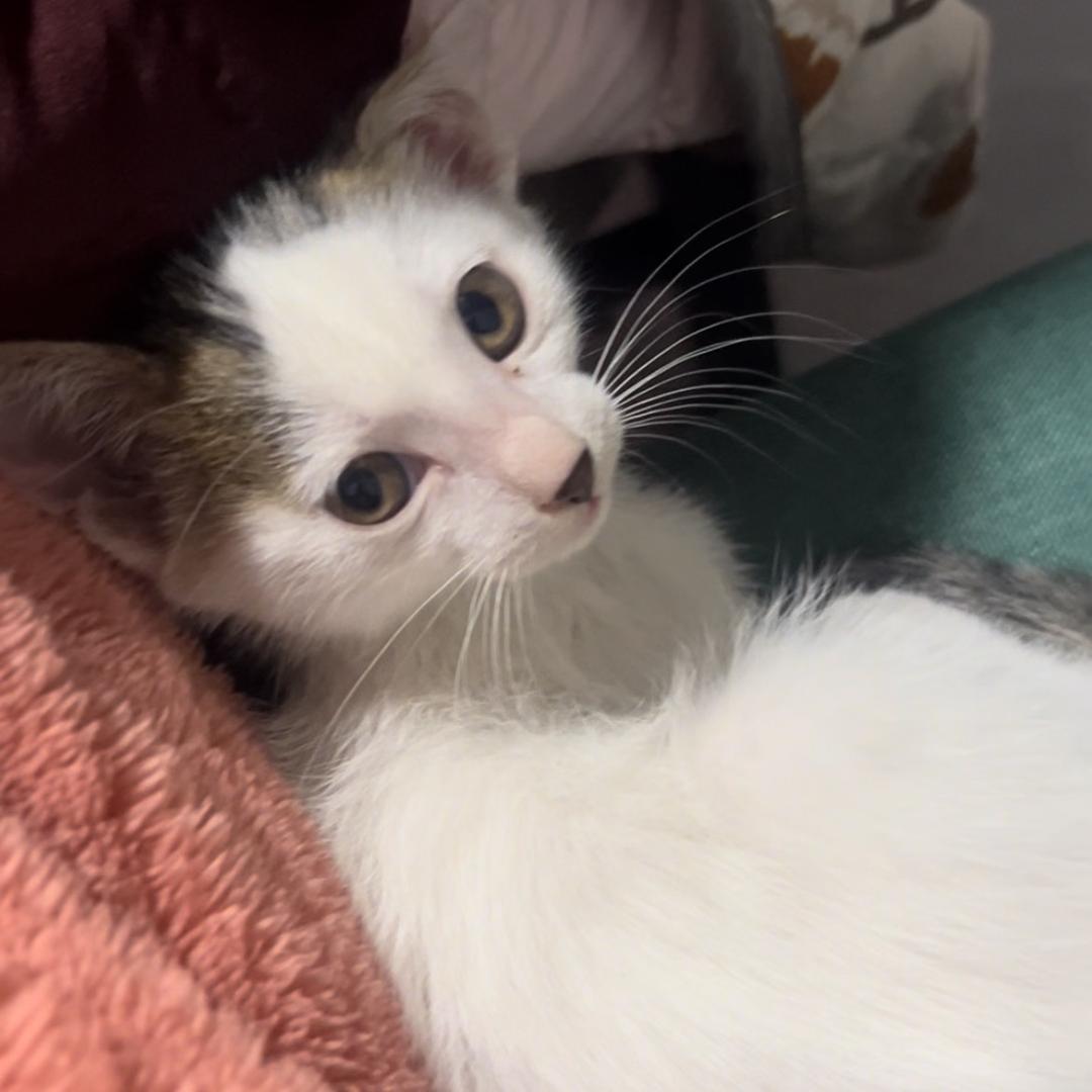 元宝是个胆小鬼