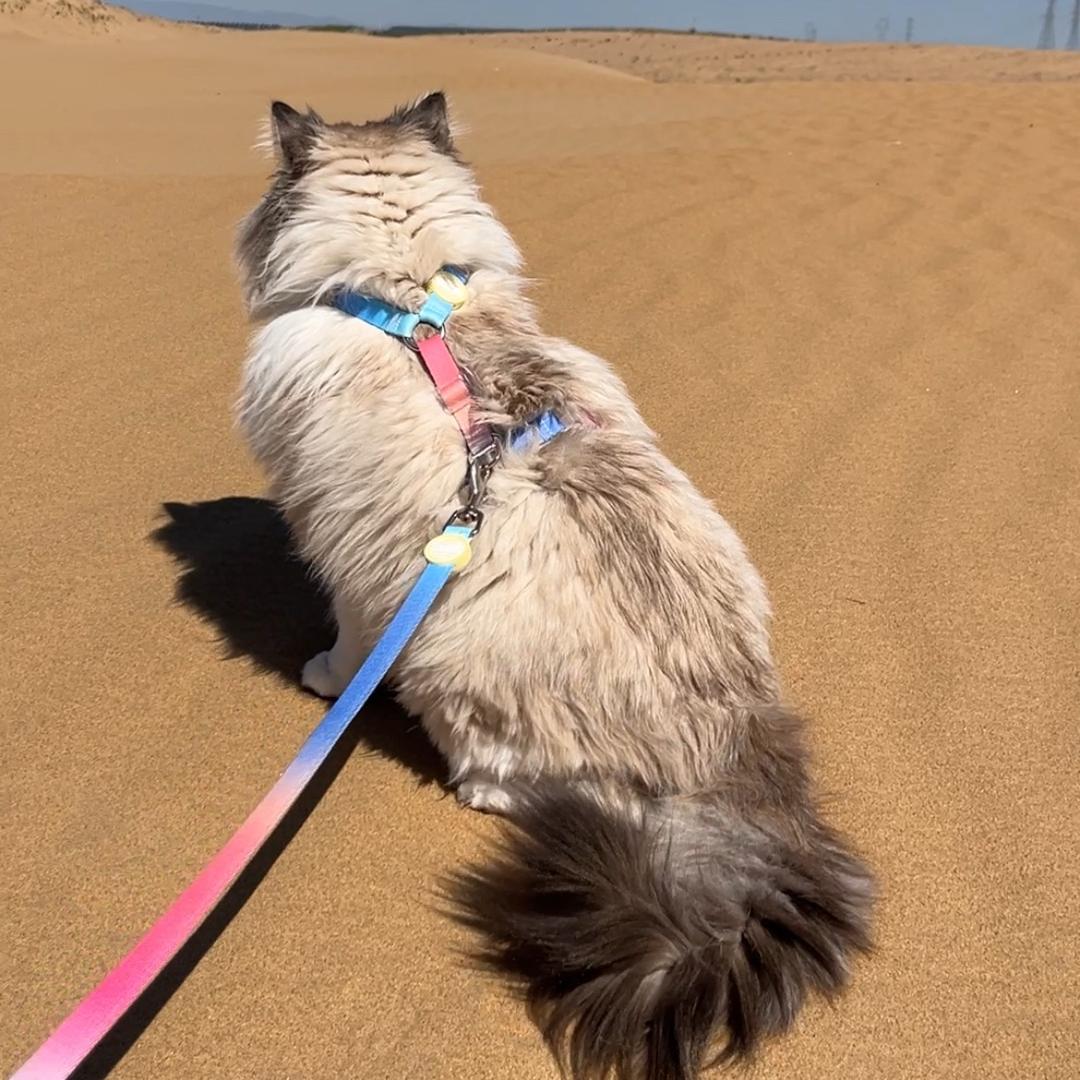 布偶猫糯米糕