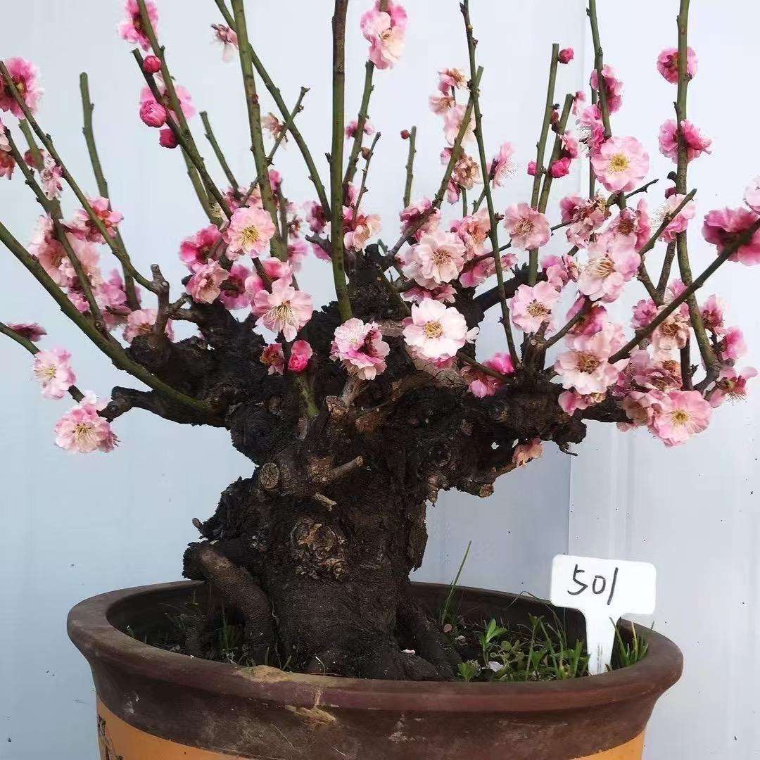 宏泰园林基地号