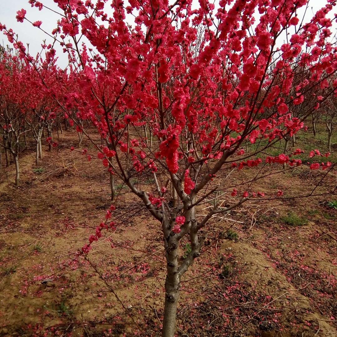 中宏天德建筑园林绿化