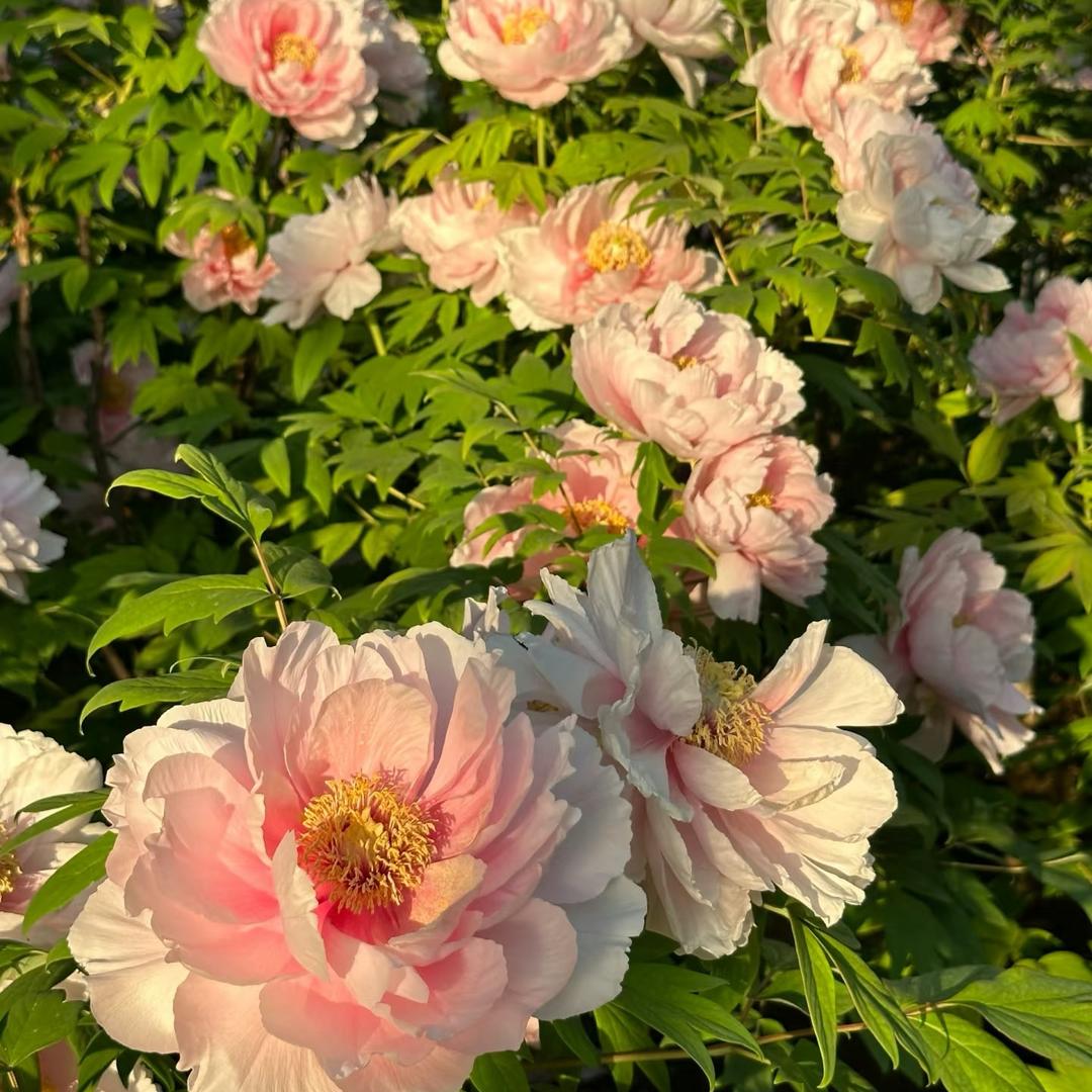 花开富贵@