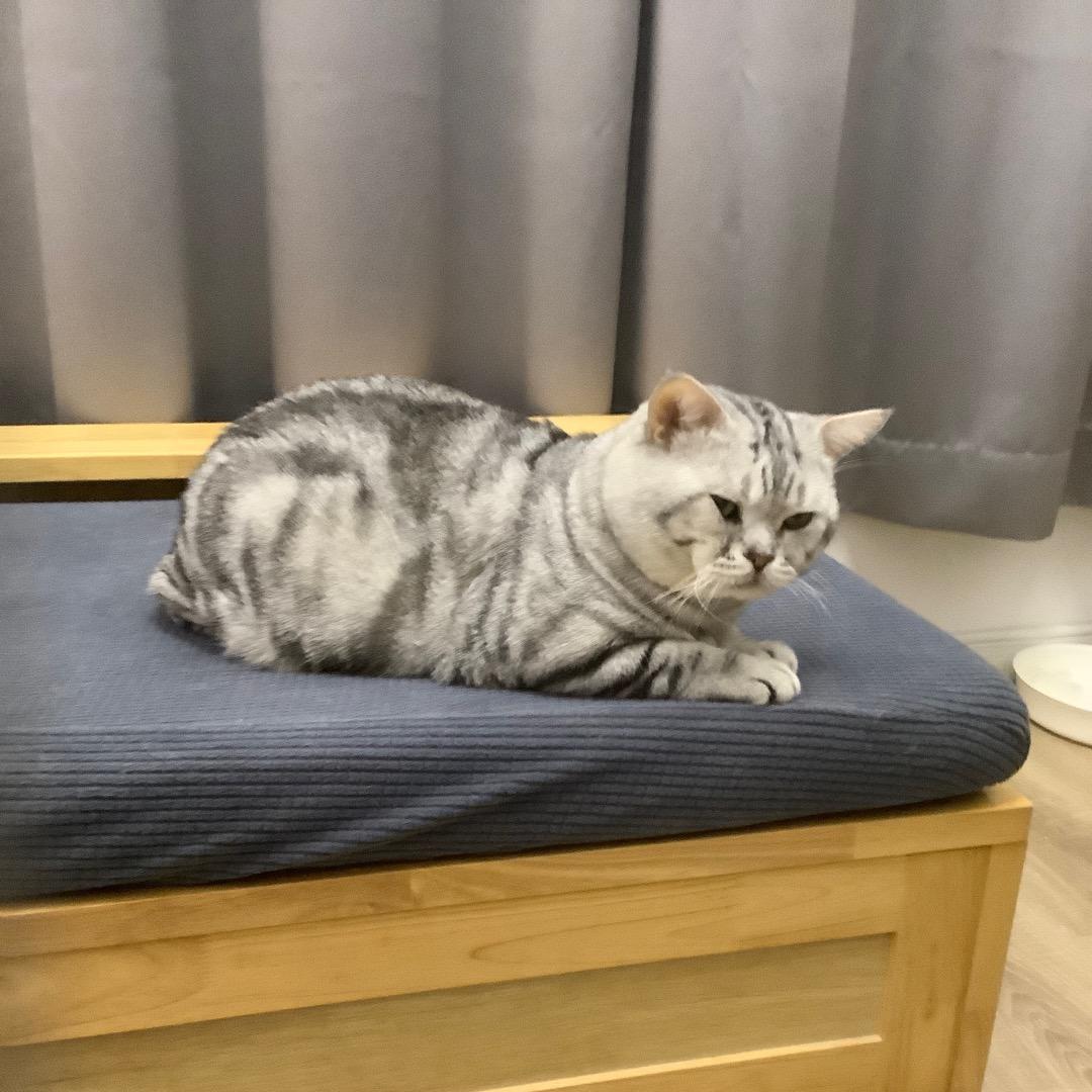飞聆