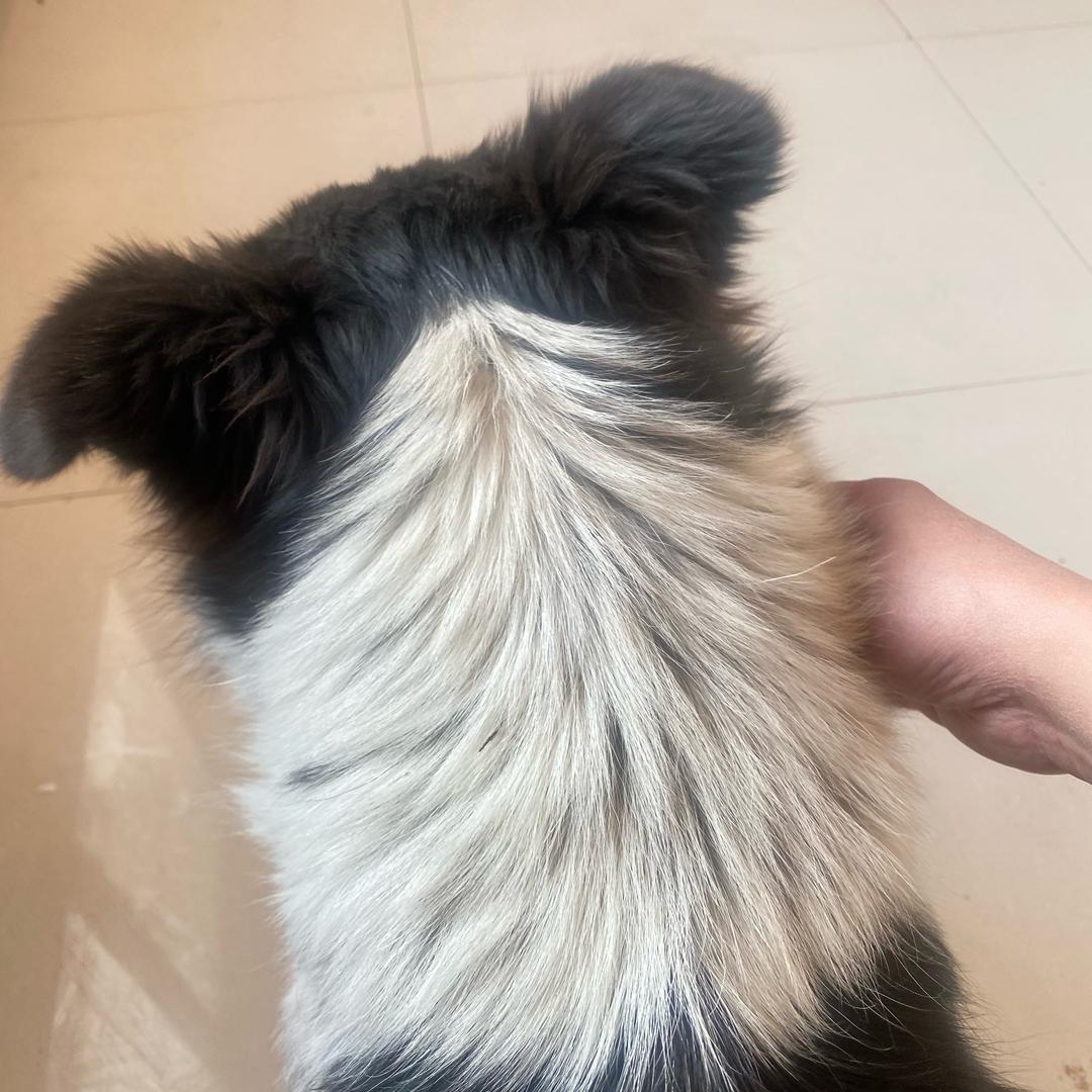 啦啦啦的小行家