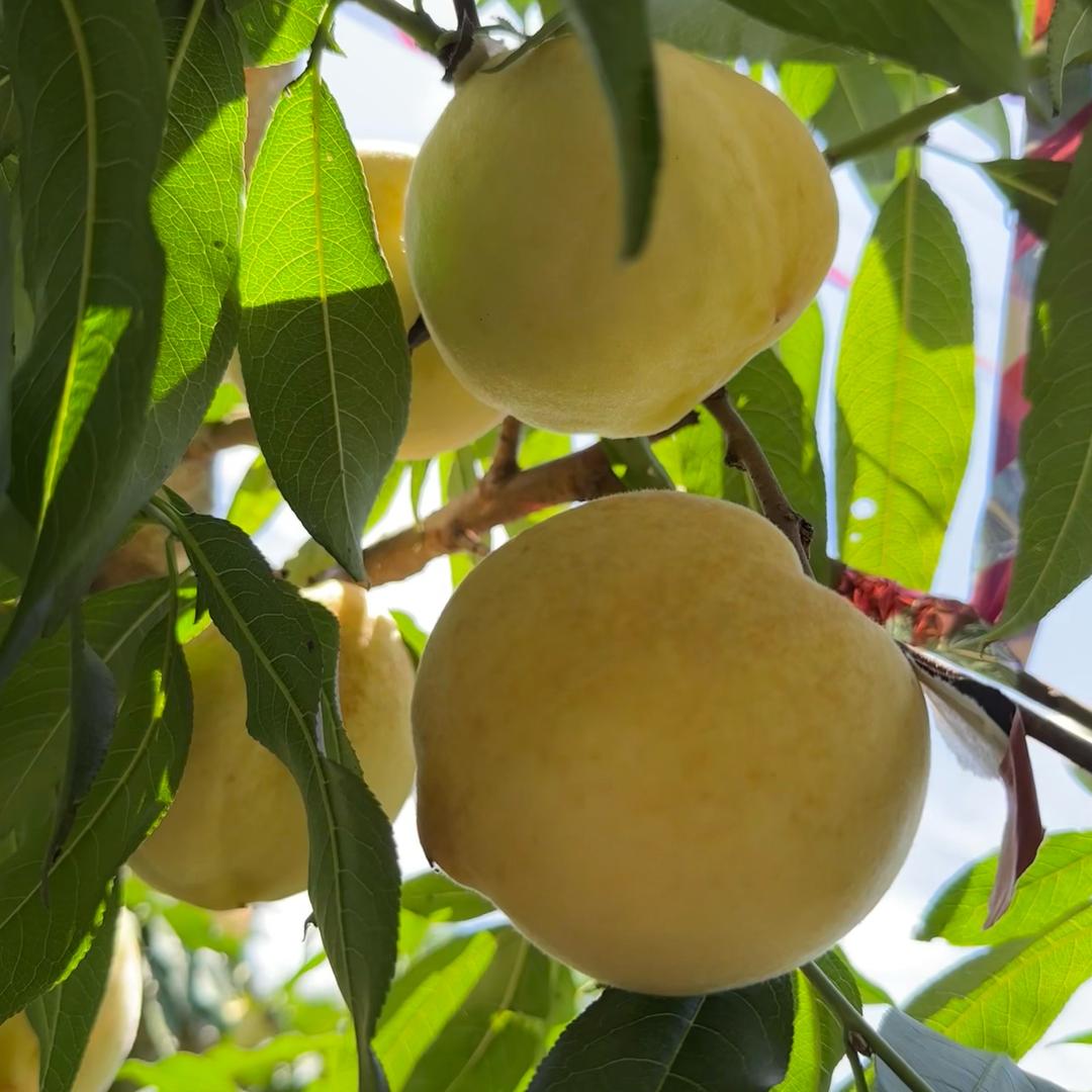 成都二姐冬桃园