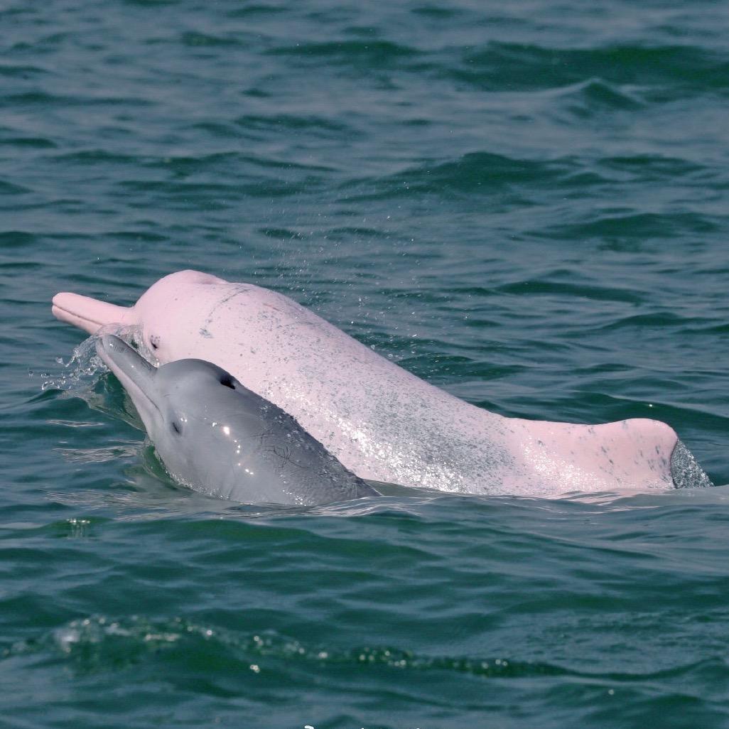 三娘湾包看海豚小李（自家海边小院民宿）
