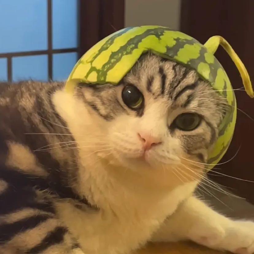 樱崽