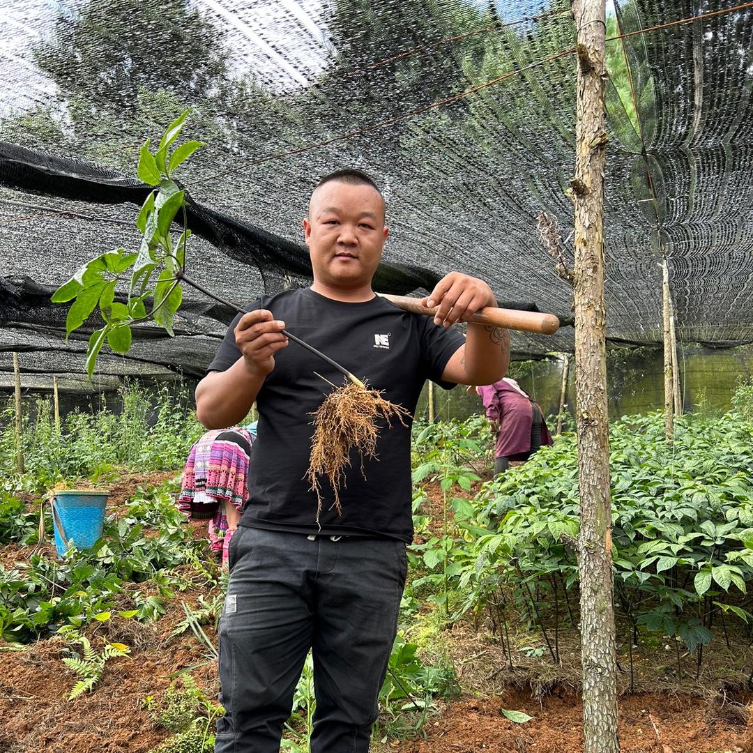 文山市萱七堂三七店