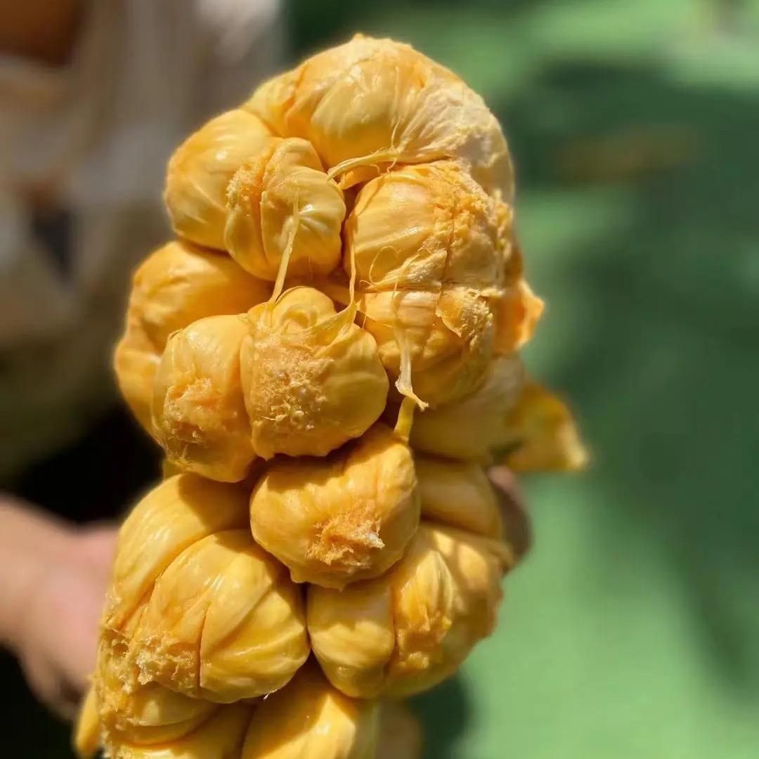 甜果岛菠萝蜜