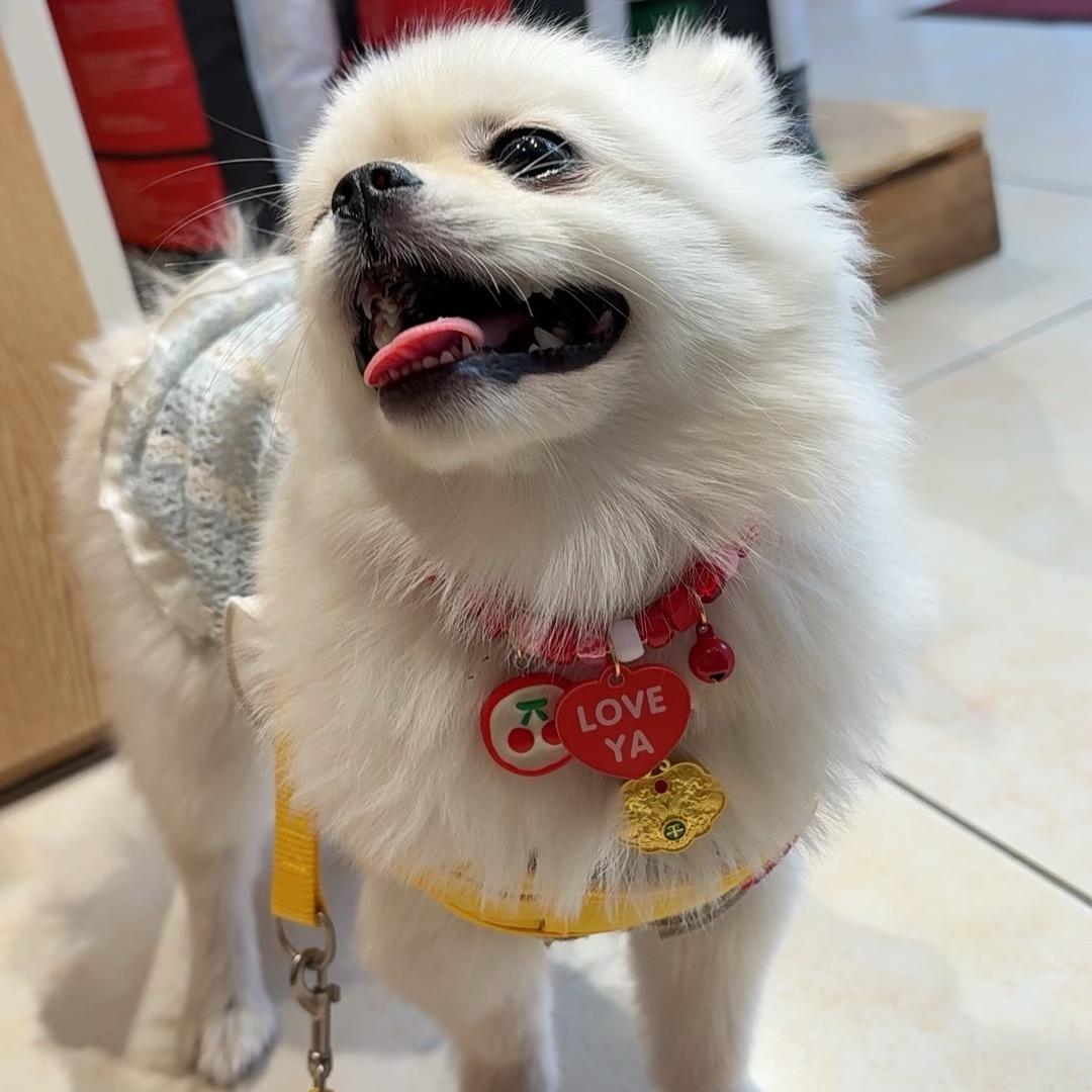 袁核桃