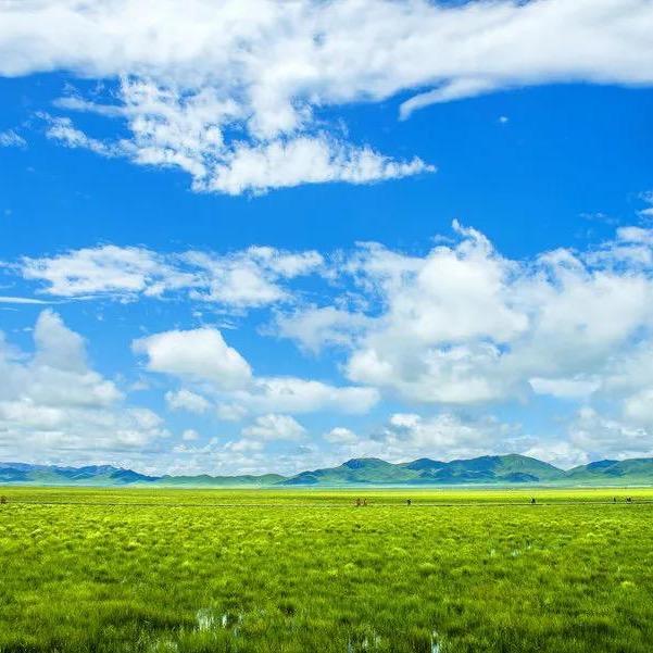 辽阔的草原🎤