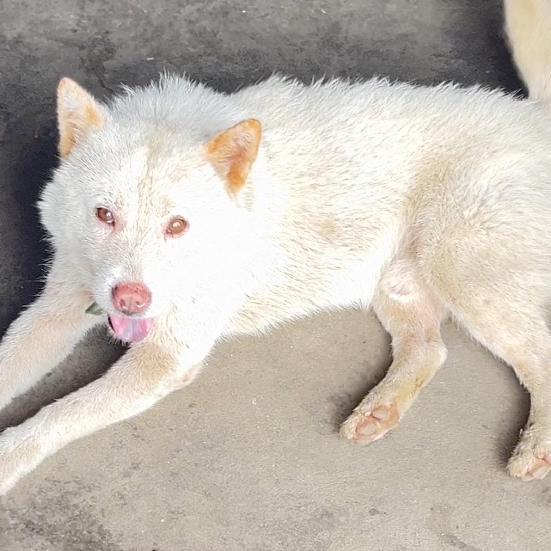《山里人》 吴师傅玩虫狗