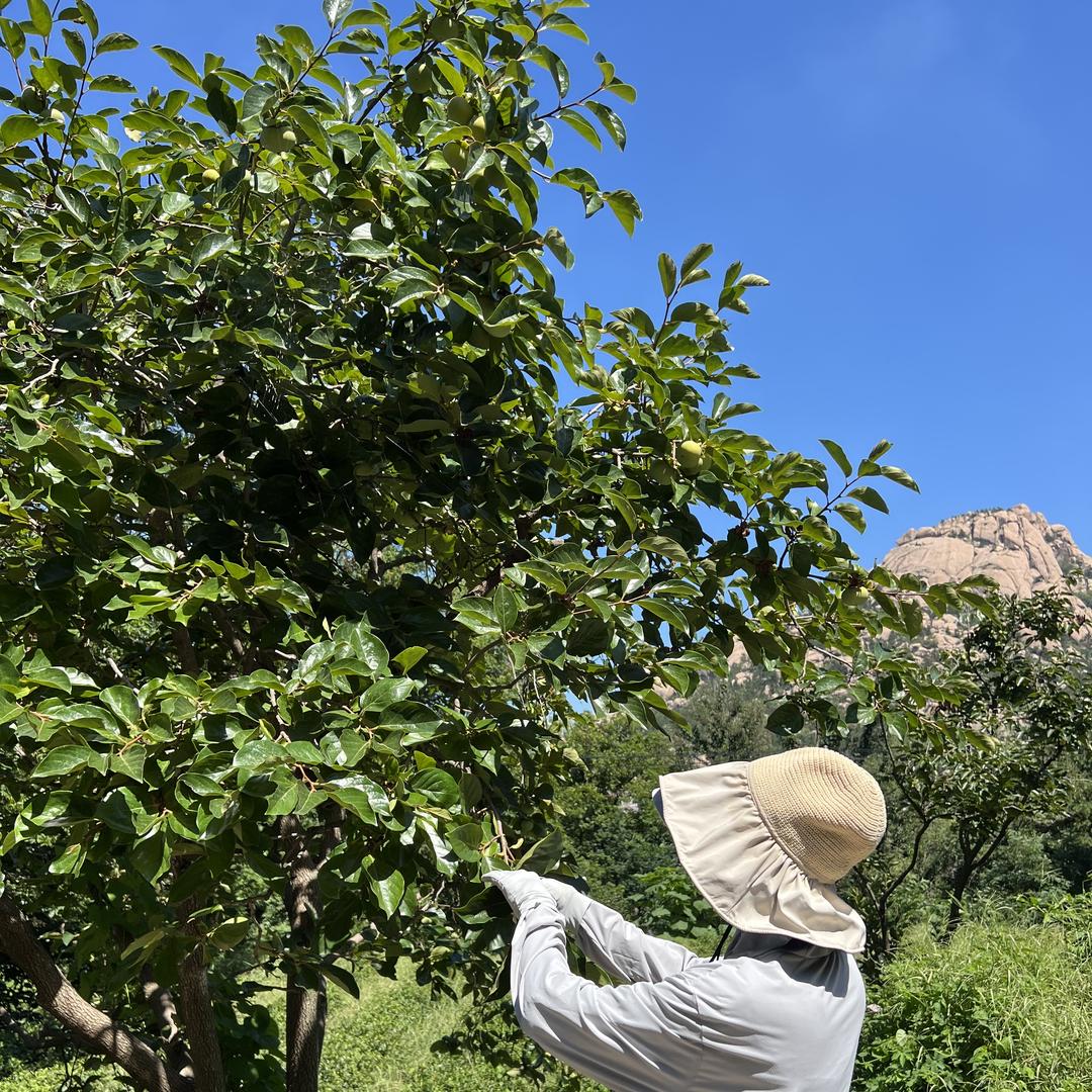 崂山深山柿子叶