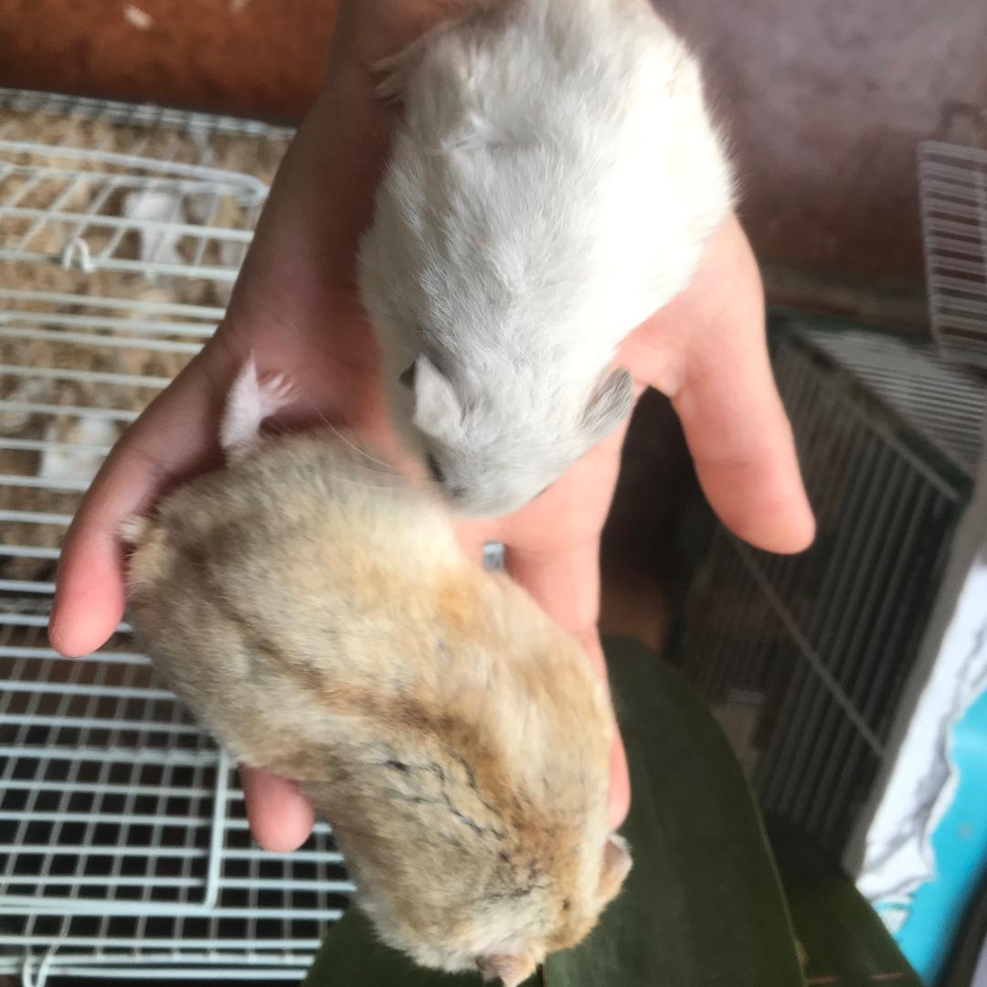 阿白爱上了阿黄