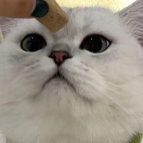 🐱萌小猫🎤¹⁰²⁴