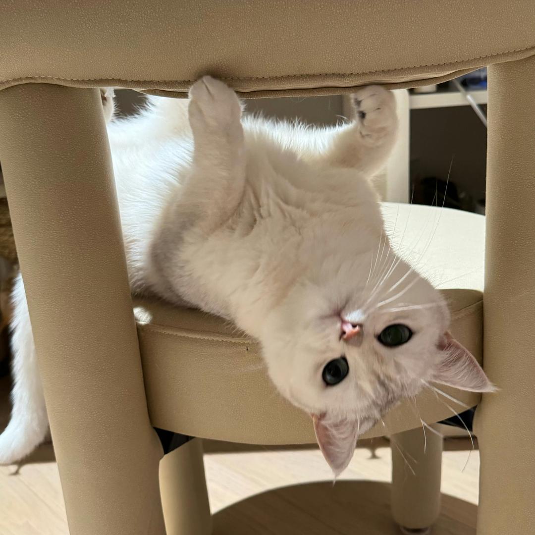 狗饼不wink