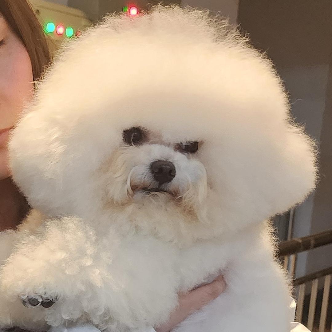 棉花小狗妹妹坨