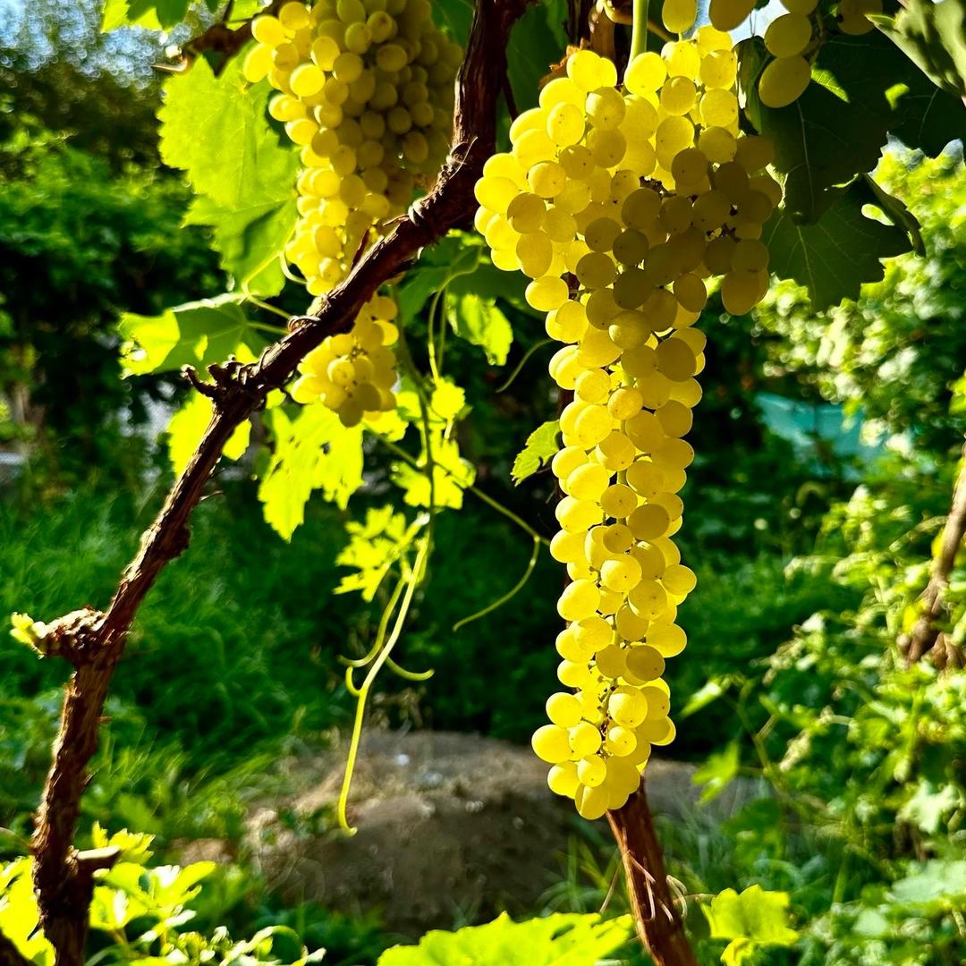 重生之我在新疆看古丽