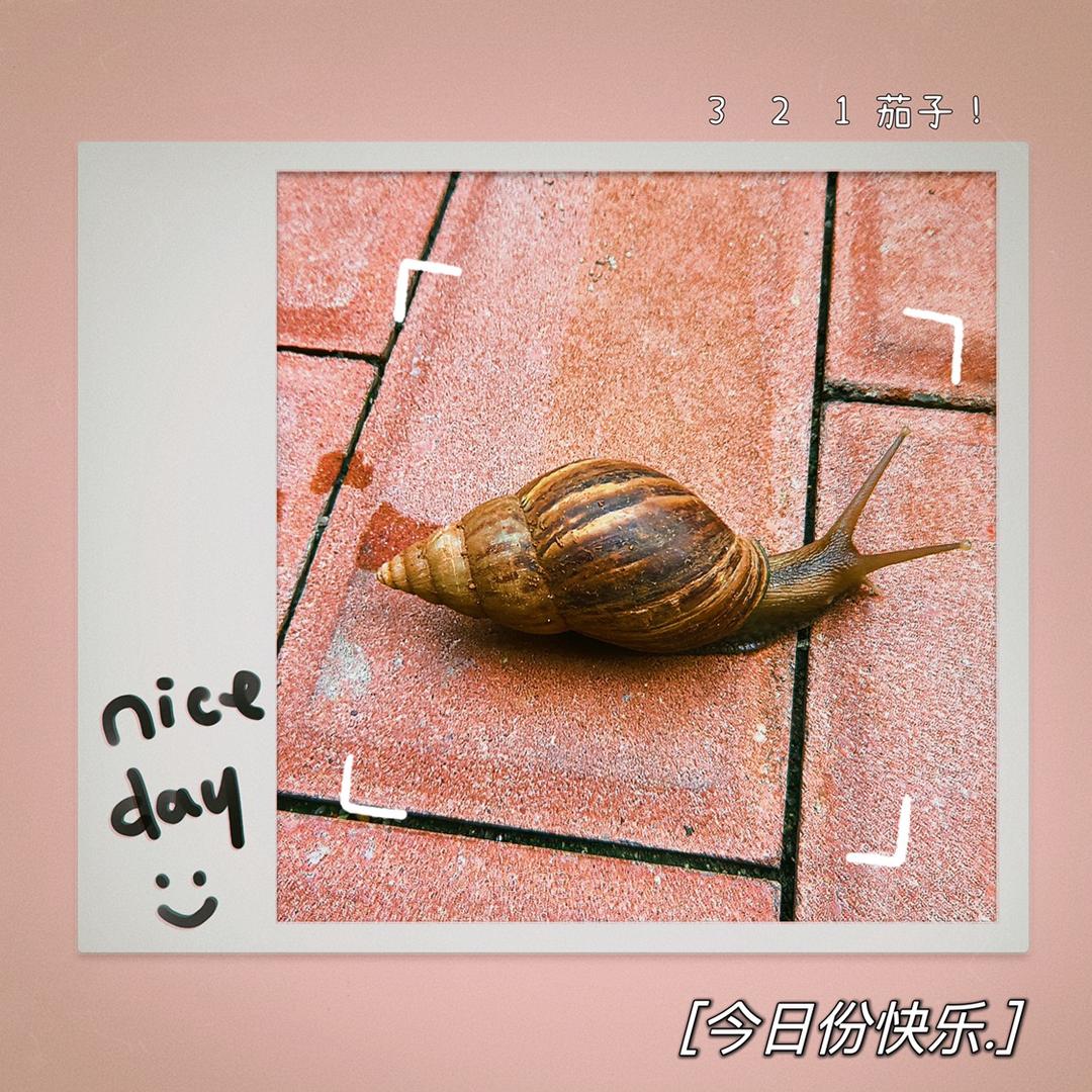 🐌笨蜗牛🐌