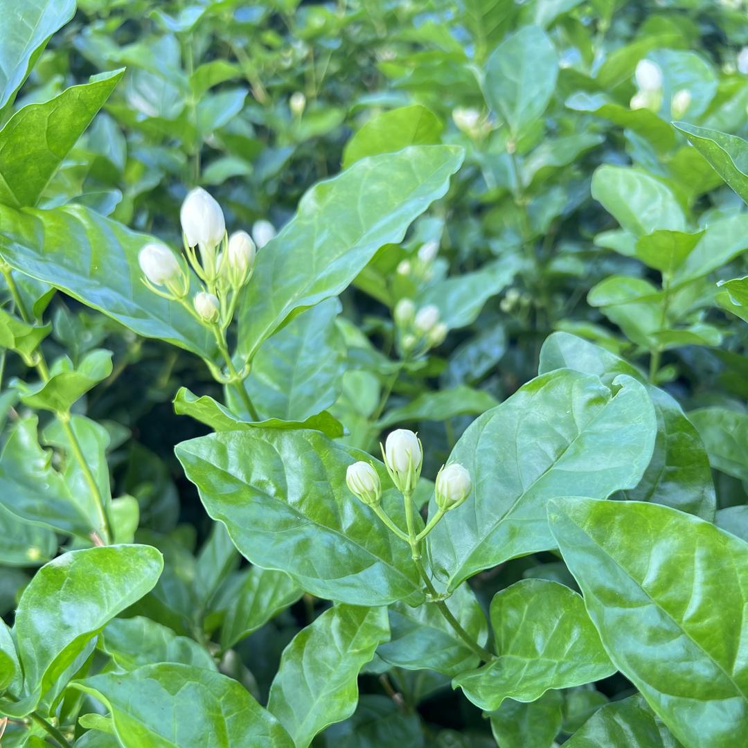 望雨情茉莉花茶店