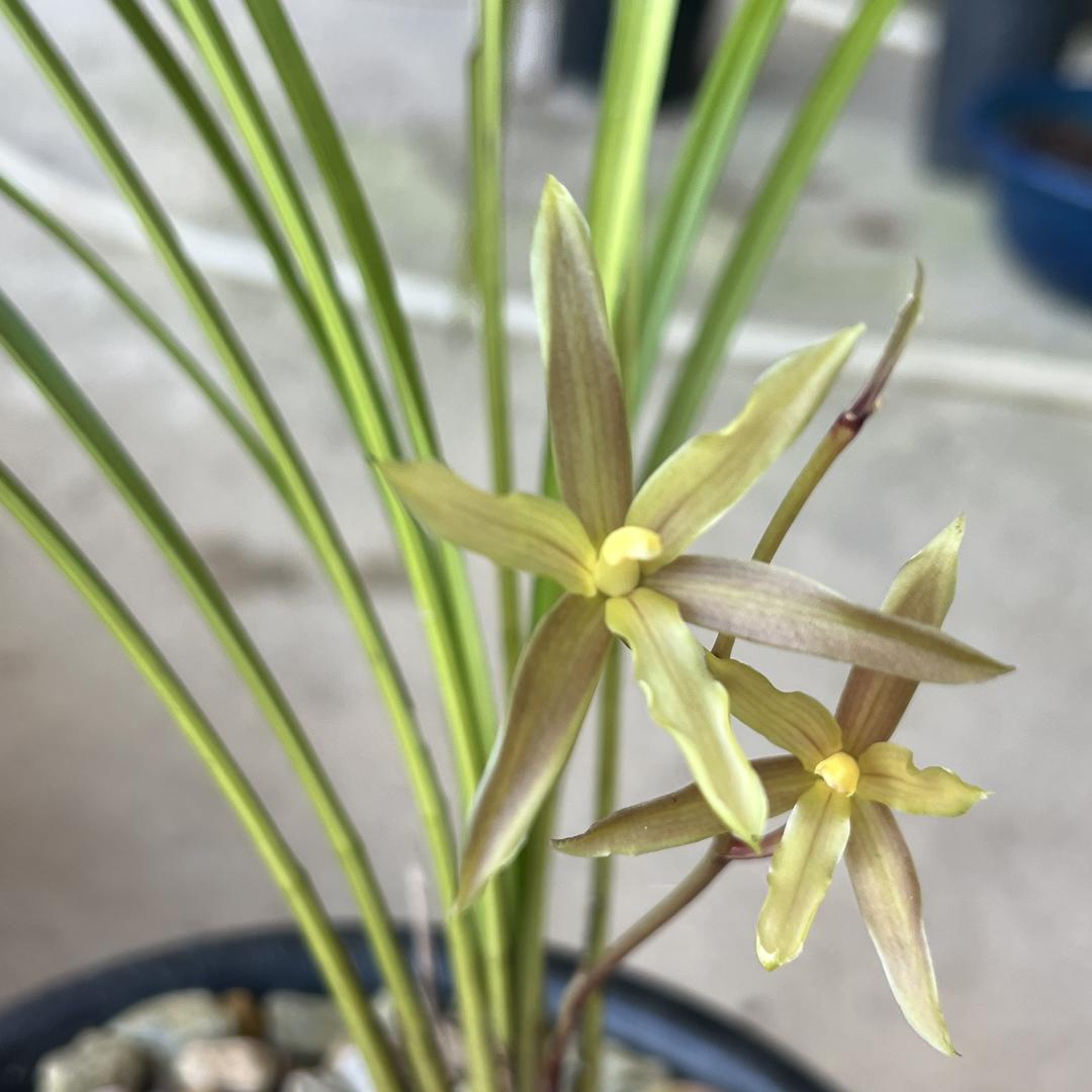 文山秋芝花卉综合严选店