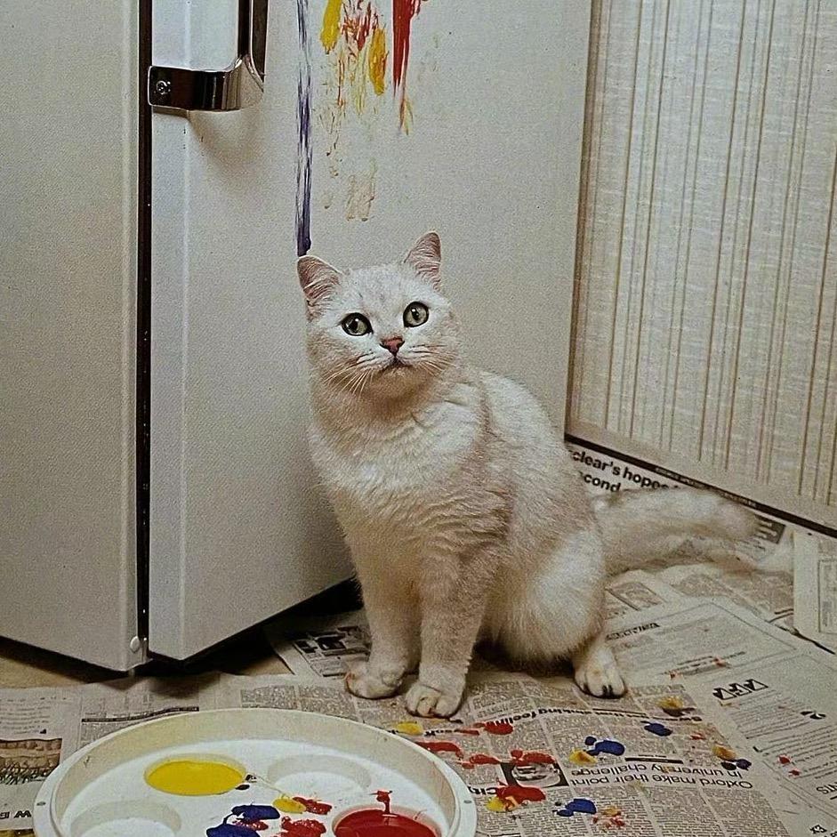 猫里MOOLY