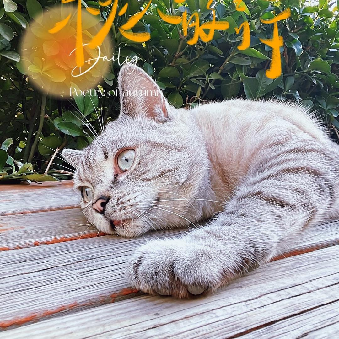 本地生活家