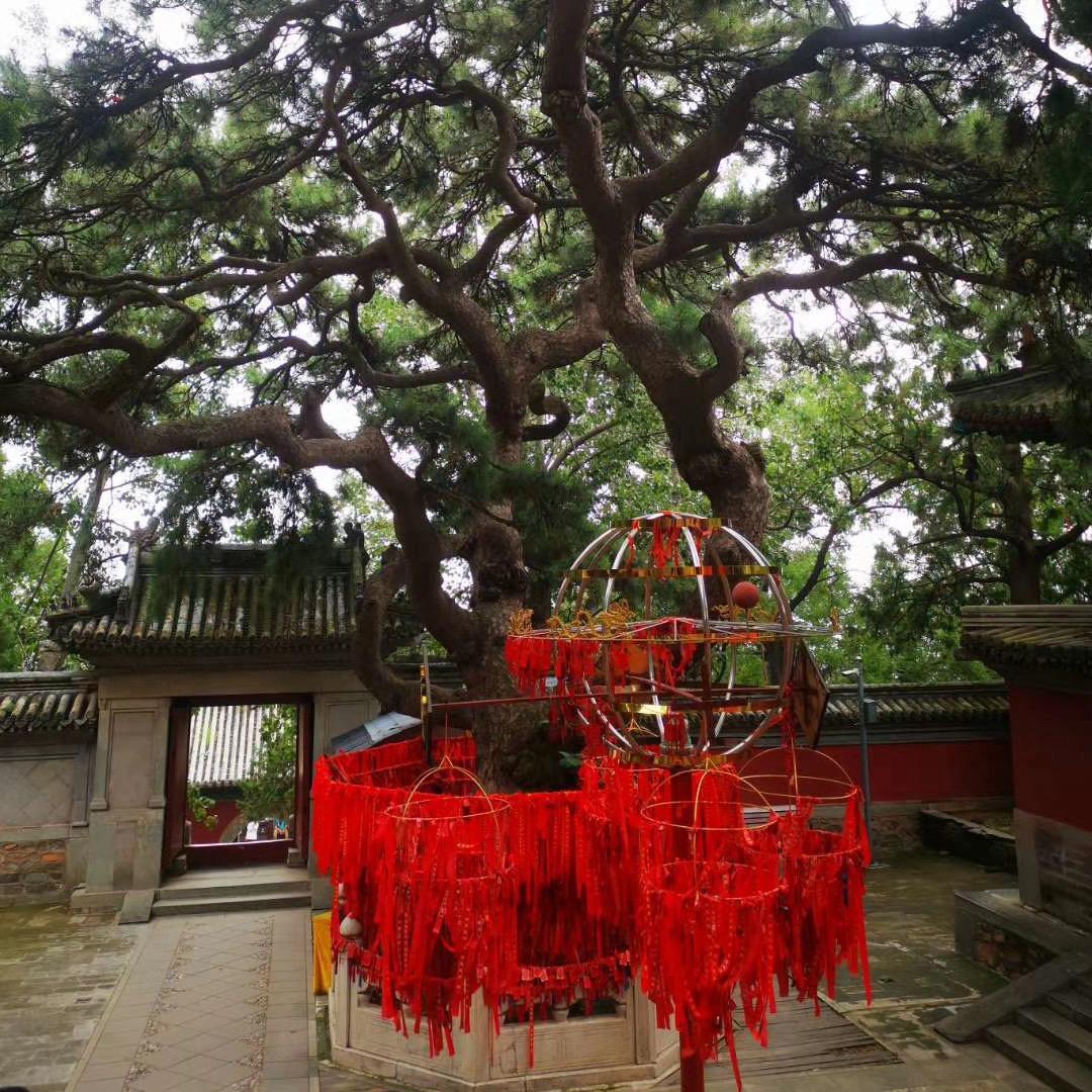 紫竹林