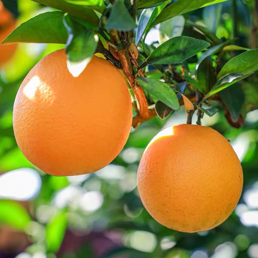 助力乡村康捷优选