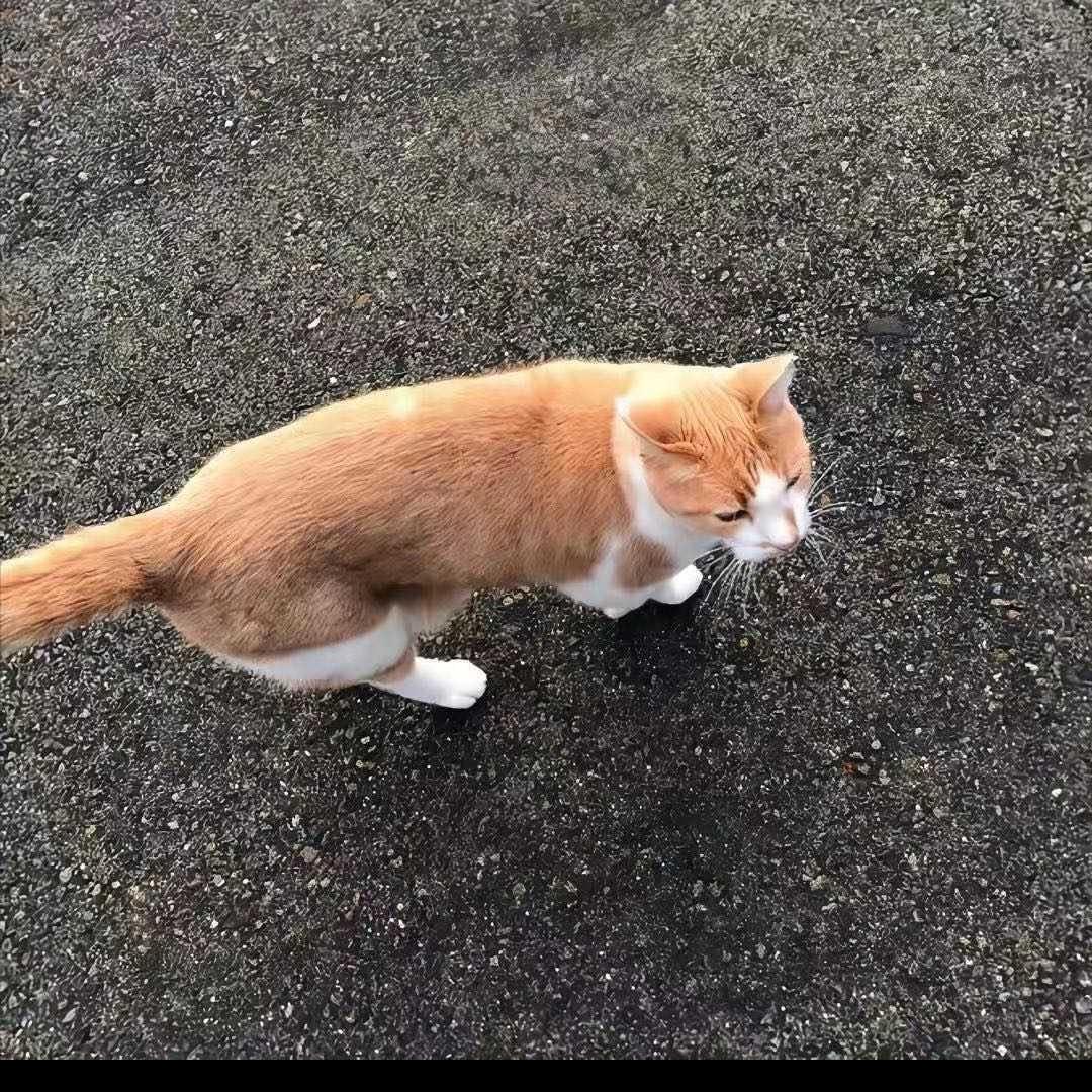 甜不辣子鸡