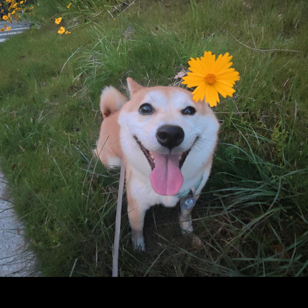 俄罗斯大狗熊🚴