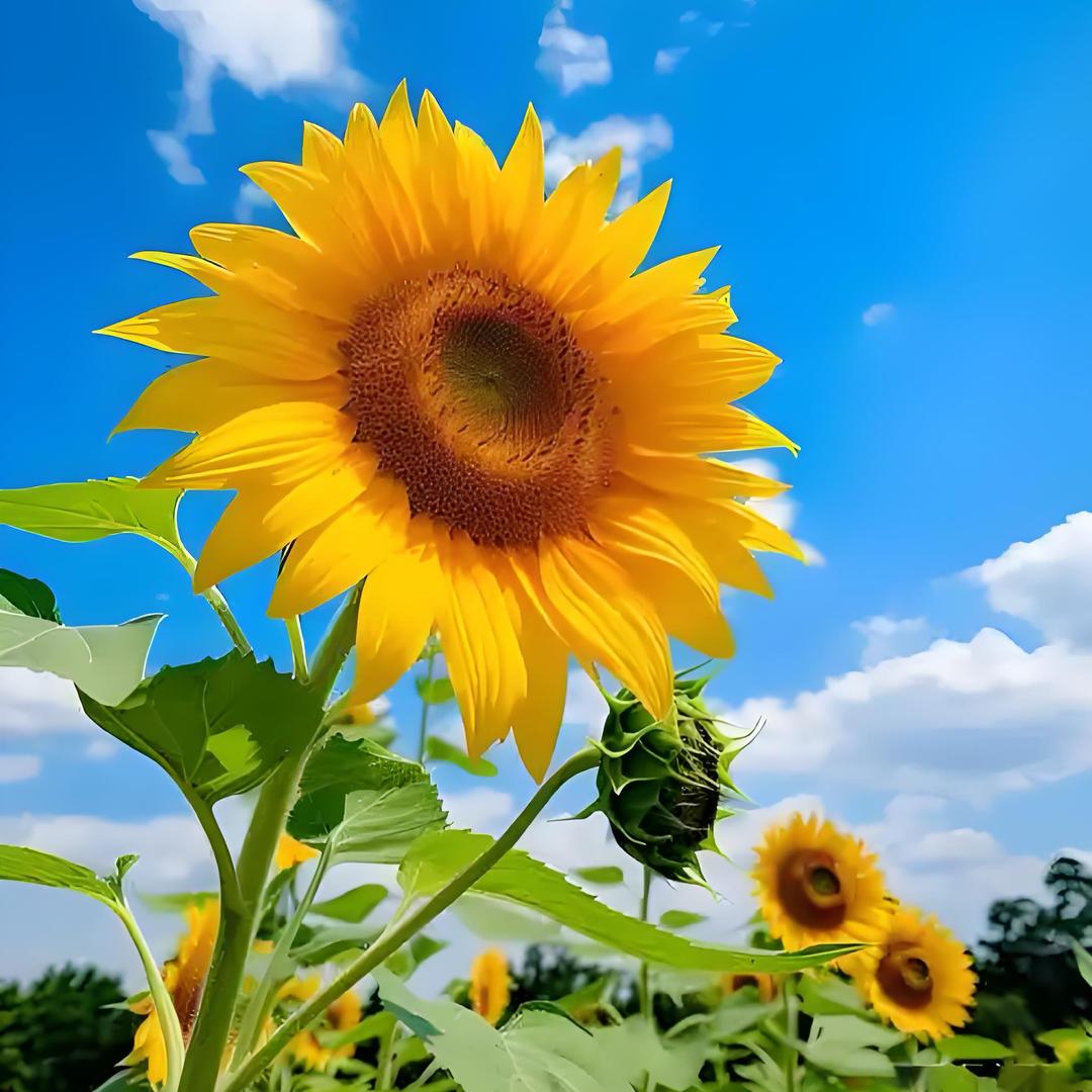 追太阳的向日葵