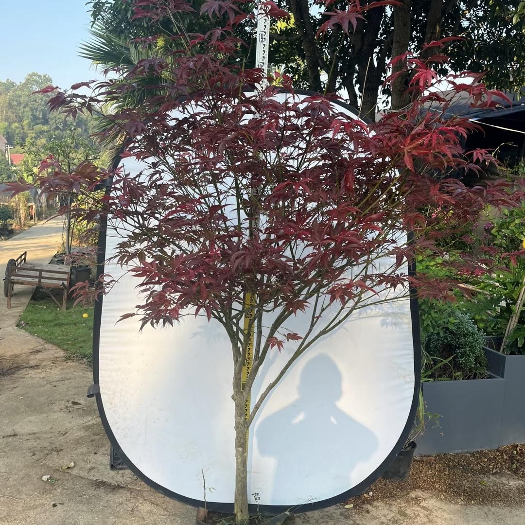 JKASHDK果树苗木旗舰店