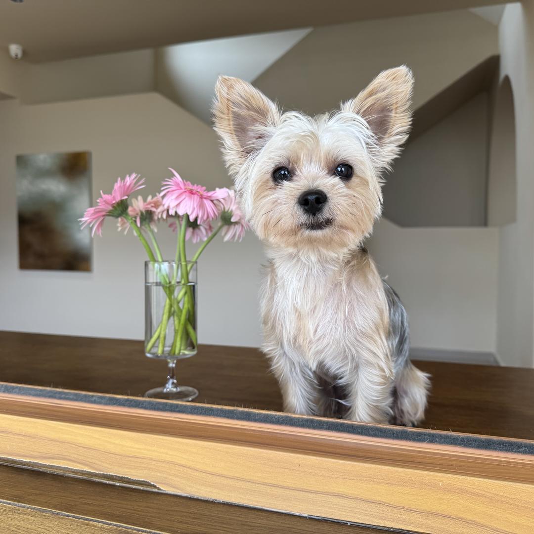 南嫣芳华～玅伶