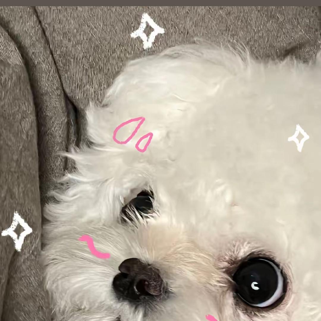 小狗🐶