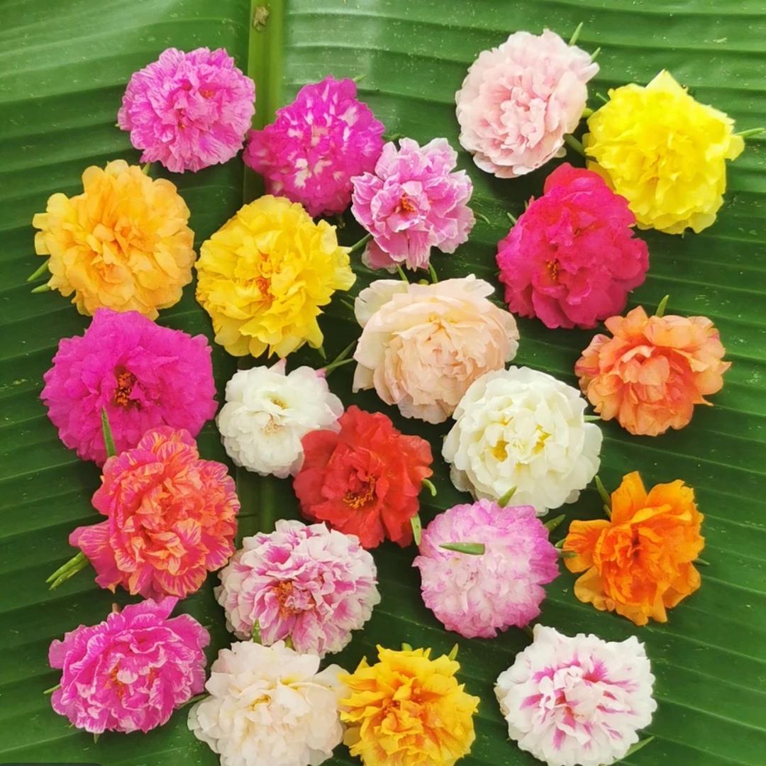 燕子花卉基地