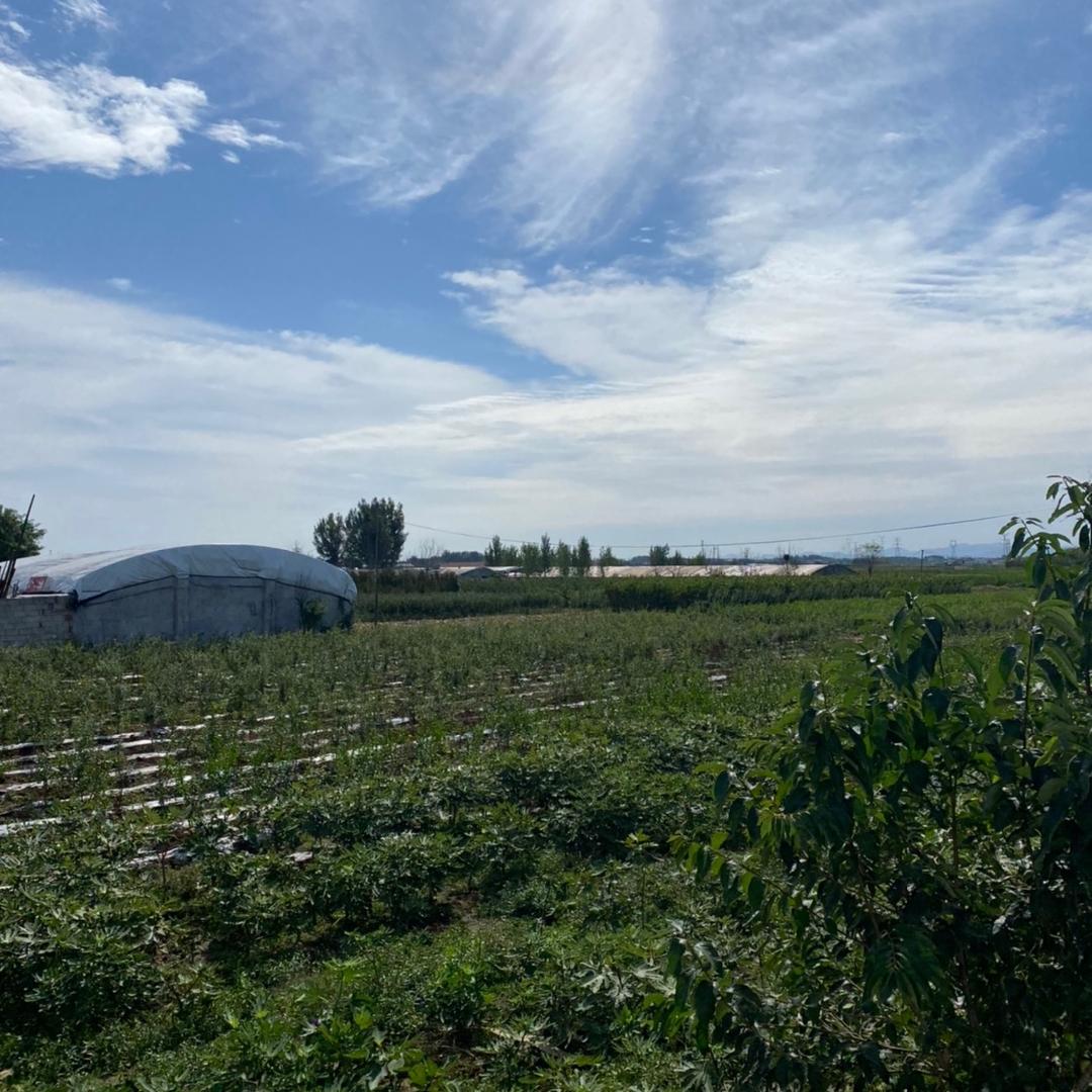 蒙阳果树苗木基地