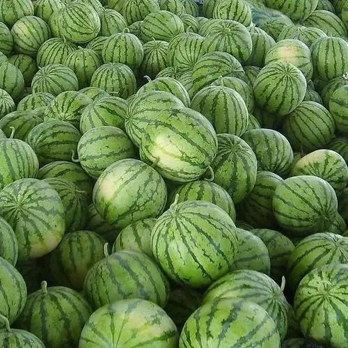 🍉🍉🍉🍉………