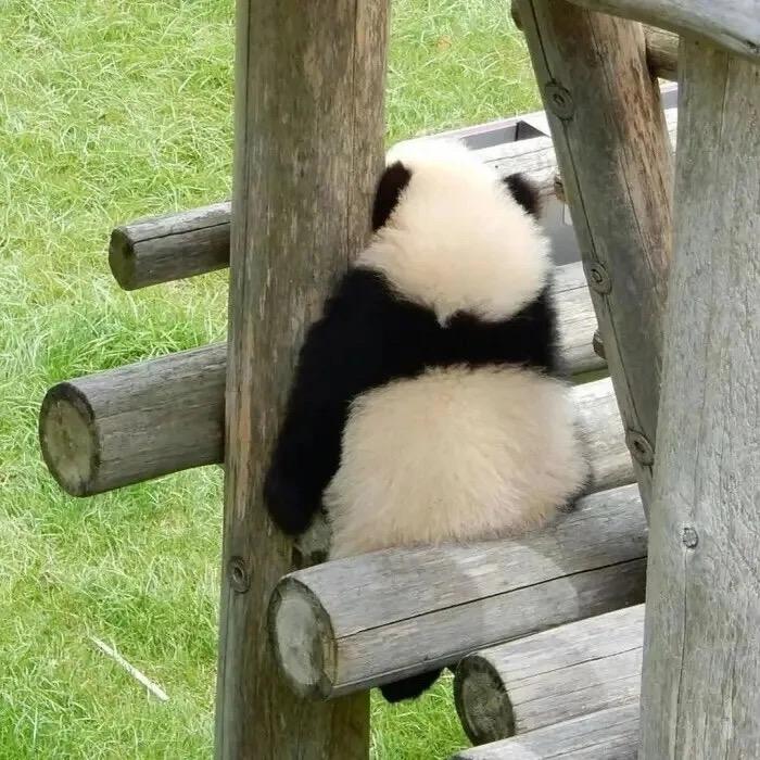 煎饼狗子-