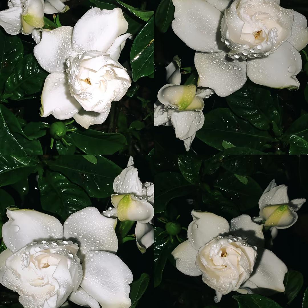 Lisianthus