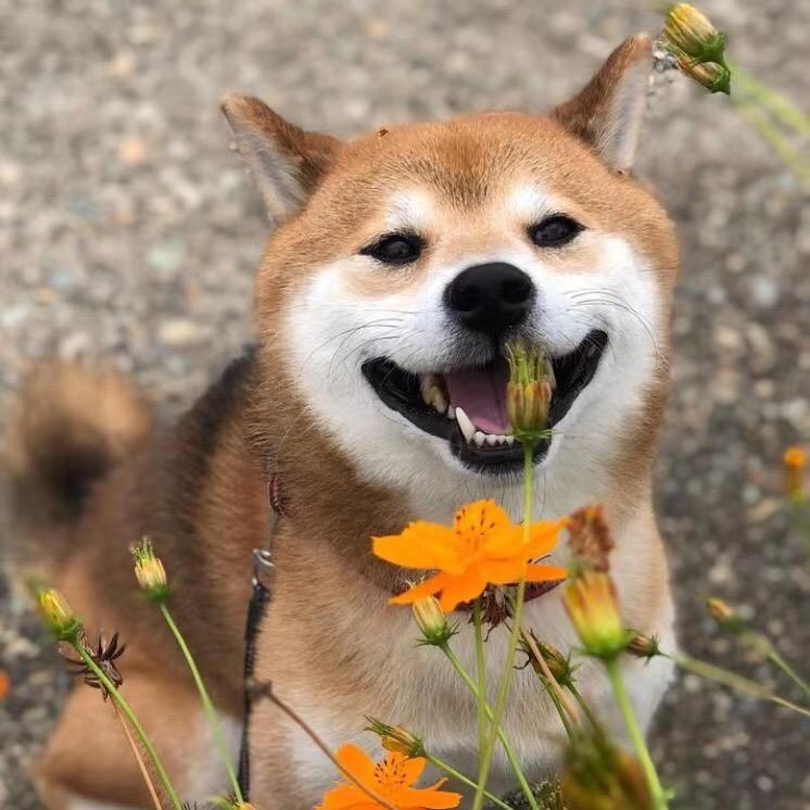 柴犬宝宝寻家