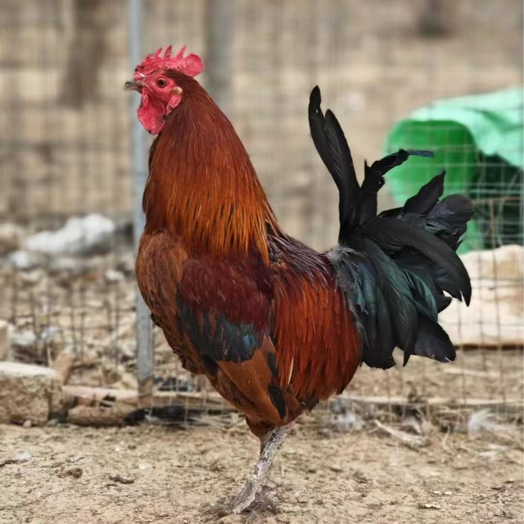 弘顺生态农场