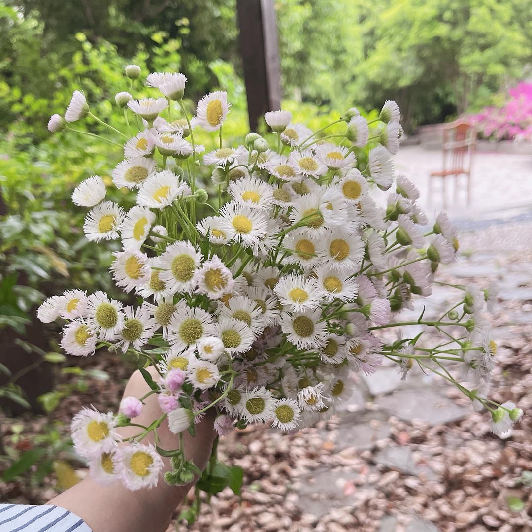 甜甜小朋友🍀🍀🍀