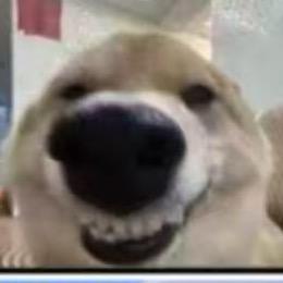 狗子他六舅🐕