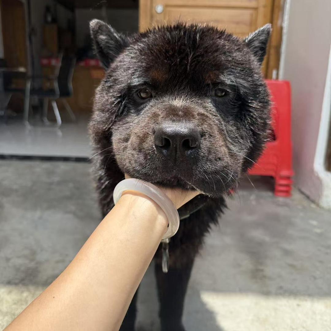 贵州五红五黑培育基地