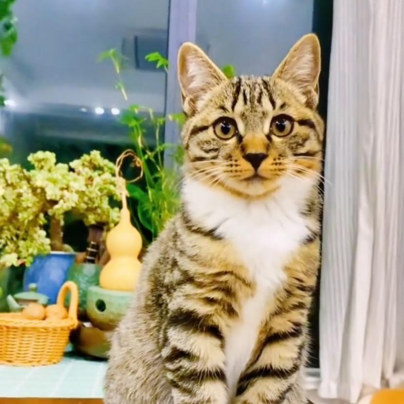 猫猫🐈🐈咪咪
